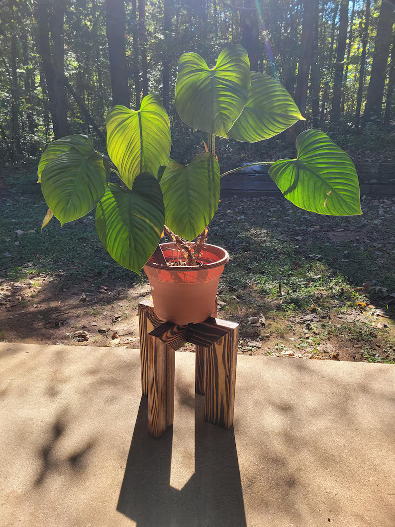 Burnt Wooden Plant Stand 16" x 16"